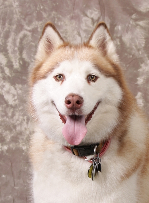 This is Laverne, my red and white Siberian Husky.  Laverne passed away in September 2014, nearly 13 years old. She is missed.